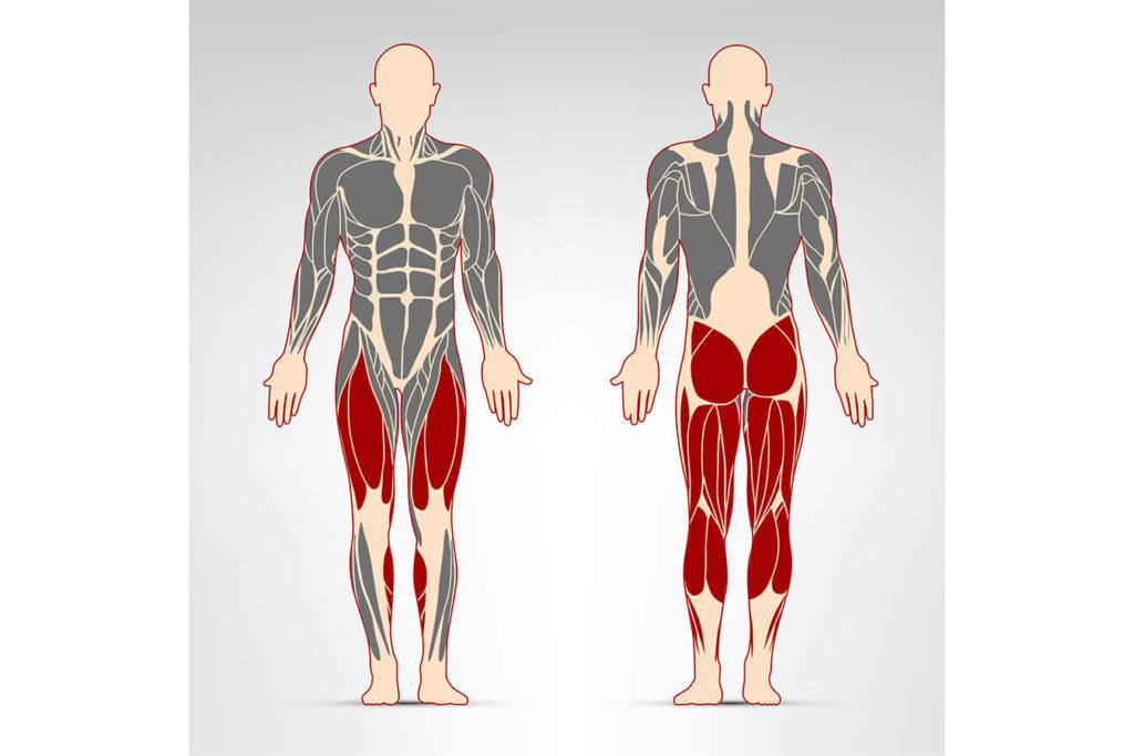 muscoli della parte inferiore della gamba posteriori